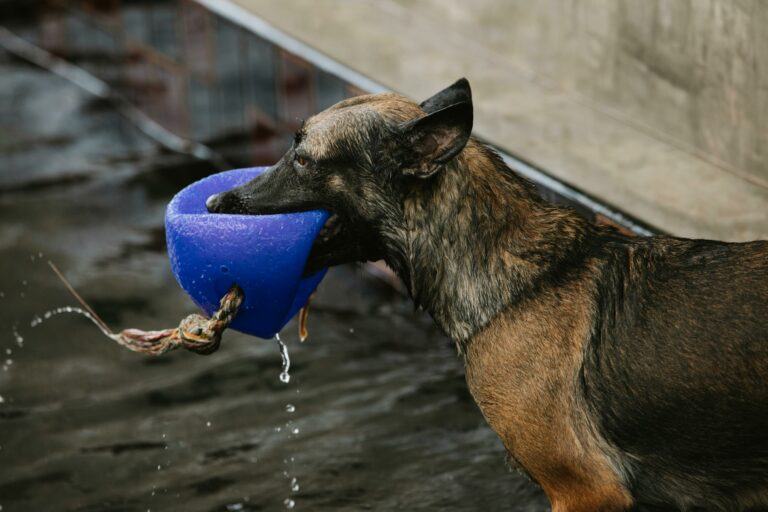 Miami's Dog Bite Laws: Protecting Victims of Animal Attacks